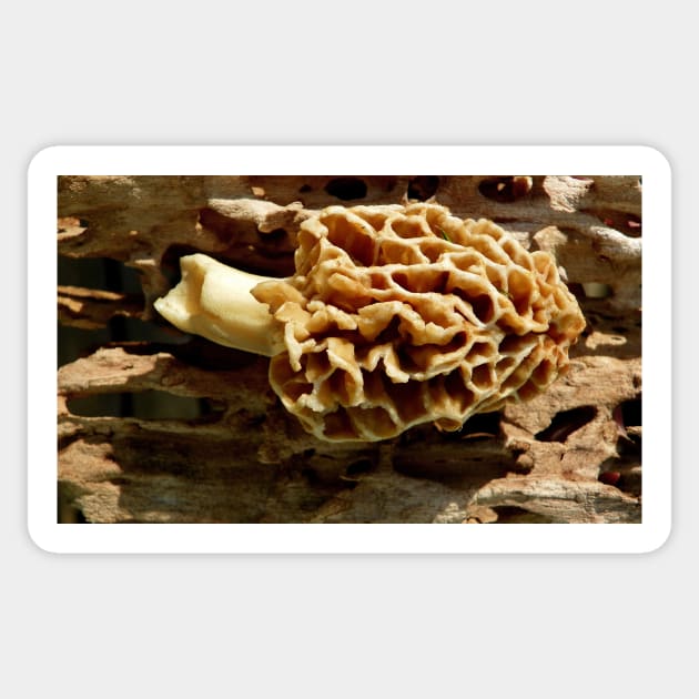 Morel mushroom Sticker by LaurieMinor